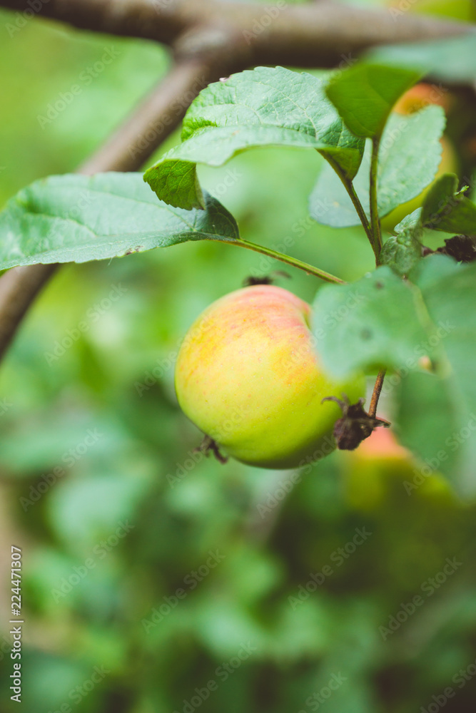 Ripe apples on the tree. Selective focus. Shallow depth of field. Ripe apples on the tree. Selective focus. Shallow depth of field.