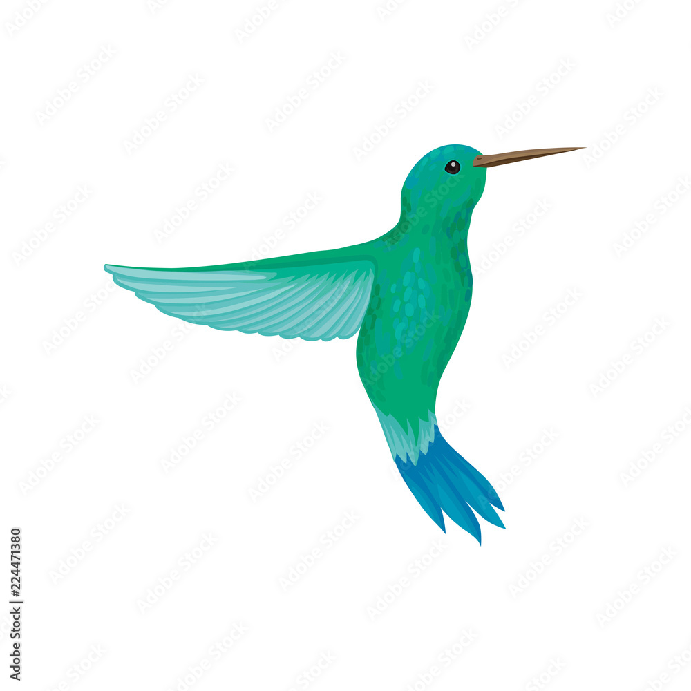 Obraz premium Hummingbird, tiny colibri with bright turquoise plumage vector Illustration on a white background
