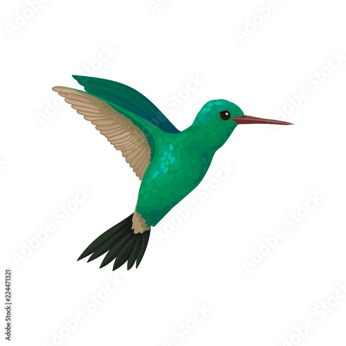 Flying hummingbird, tiny colibri with bright turquoise plumage vector Illustration on a white background