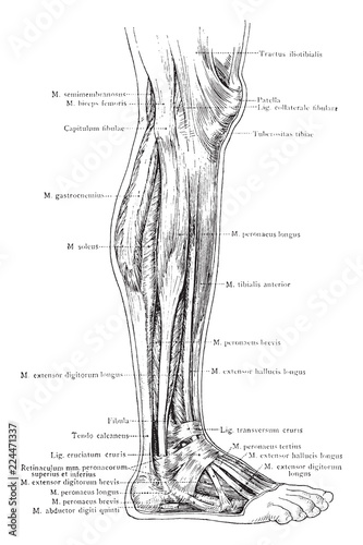 Lateral View of the Superficial Muscles of the Leg, vintage illustration.