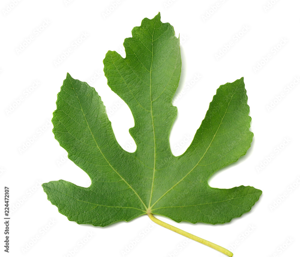 Fig leaf isolated on white background. top view Fig leaf isolated on white background. top view