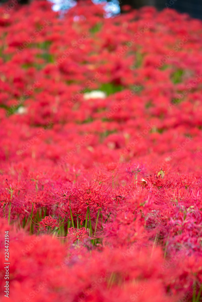 A cluster amaryllis at Gongendo Park in Satte City, Saitama Prefecture, Japan A cluster amaryllis at Gongendo Park in Satte City, Saitama Prefecture, Japan