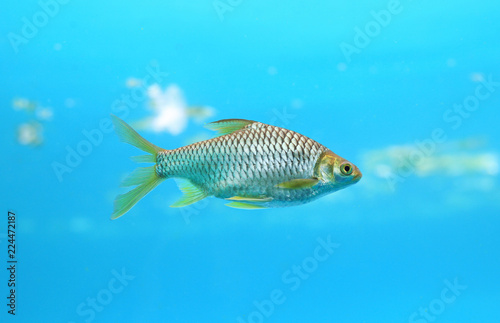 Silver barb swimming in water - fish in aquarium with copy space.   © zilvergolf