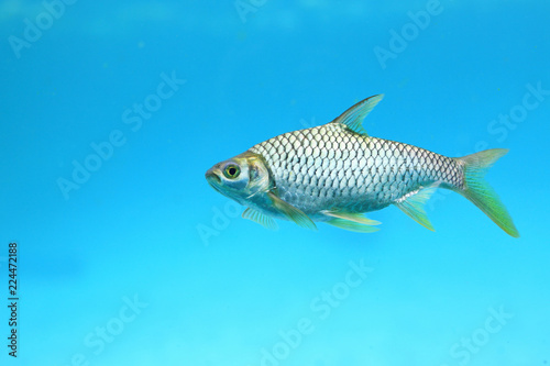 One Java barb fish in aquarium.