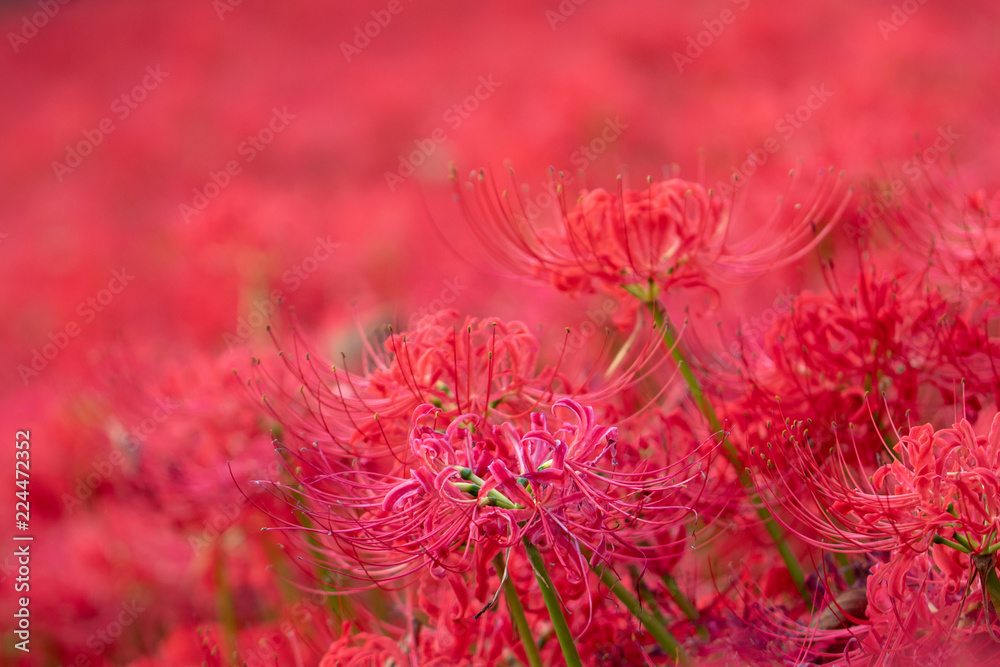 A cluster amaryllis at Gongendo Park in Satte City, Saitama Prefecture, Japan A cluster amaryllis at Gongendo Park in Satte City, Saitama Prefecture, Japan