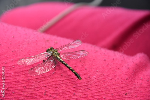dragonfly on leaf