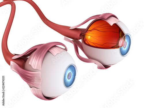 Fototapeta Naklejka Na Ścianę i Meble -  Eye anatomy - inner structure, Medically accurate 3D illustration .
