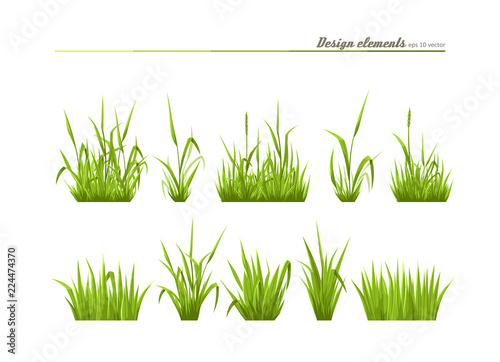 Meadow green grass