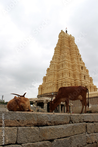The cows around Virupaksha Temple (still in use) of Hampi