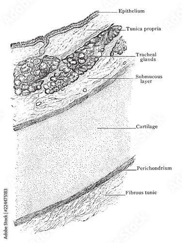 Transverse Section of Trachea Showing Arrangement of Walls, vintage illustration.