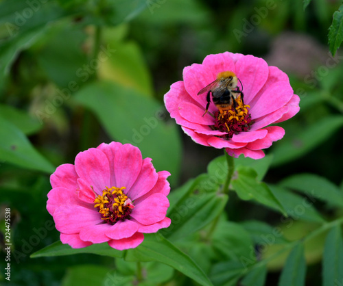  bee collects honey on the pink flowers of Zinnia, a beautiful natural flowering garden, nature