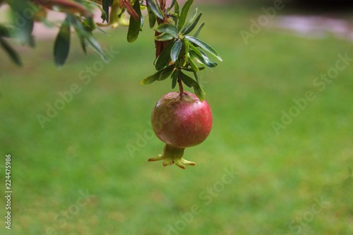 Close up of small pomegranate fruit, Punica granatum, hanging from a branch of the tree, on blurred green background
