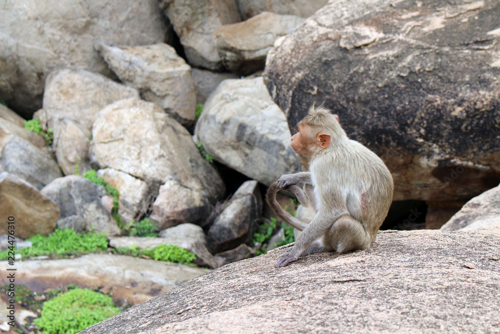 The monkeys around Hanuman (yes, the monkey god) Temple at Anjana Hill The monkeys around Hanuman (yes, the monkey god) Temple at Anjana Hill
