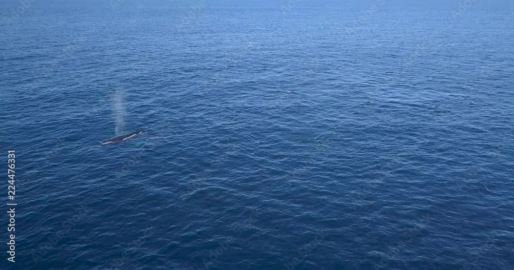 Mexico Humpback Whale Watching Drone Aerial 4K, Family Surfacing then Diving Again Mexico Humpback Whale Watching Drone Aerial 4K, Family Surfacing then Diving Again