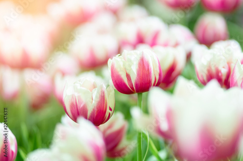 Fototapeta Naklejka Na Ścianę i Meble -  Pink tulips in the garden