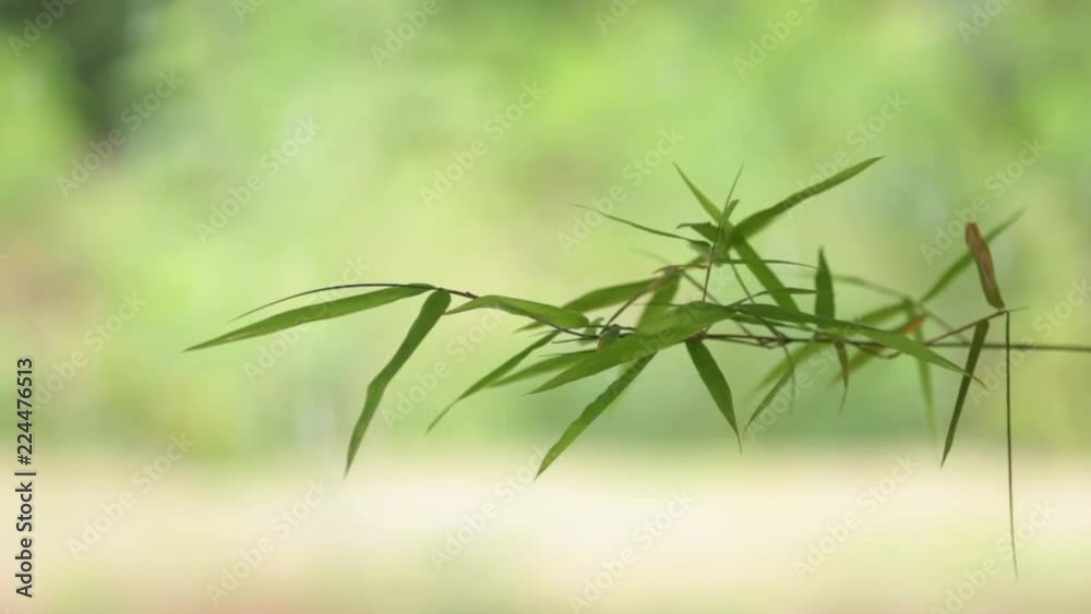 Bamboo leaves with backlit from sunlight Bamboo leaves with backlit from sunlight