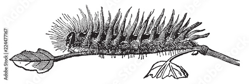 Larva of Acronycta Aceris, vintage illustration.