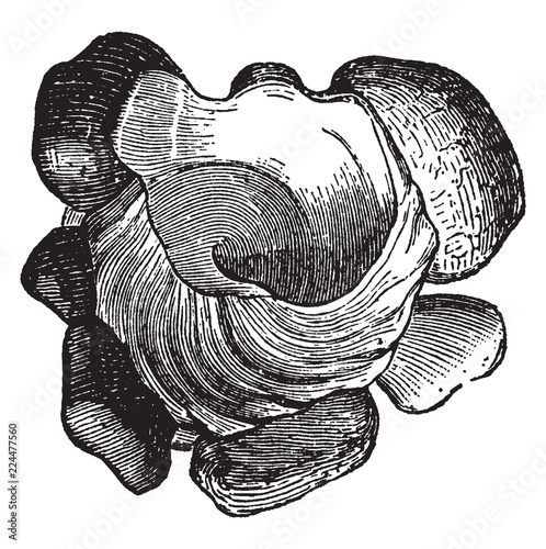 Phorus Conchyliophorus, vintage illustration.