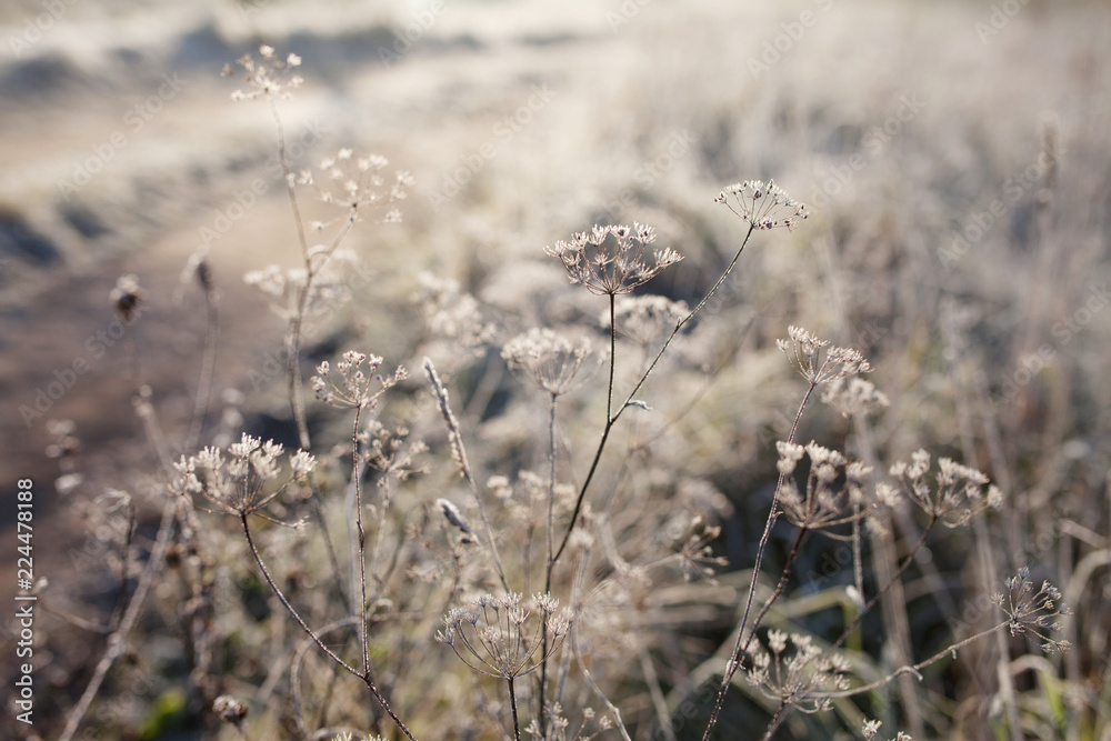 Fototapeta premium Hoarfrost on dry grass in meadow. Frost covered grass or wild flowers. First frost in autumn countryside meadow. Winter background.