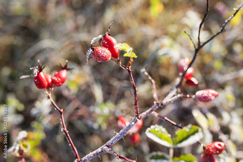 Red rosehip berries with snow. A wild rose shrub with frost. First frost in autumn. Hoarfrost on dogrose branches. Red rosehip berries with snow. A wild rose shrub with frost. First frost in autumn. Hoarfrost on dogrose branches.
