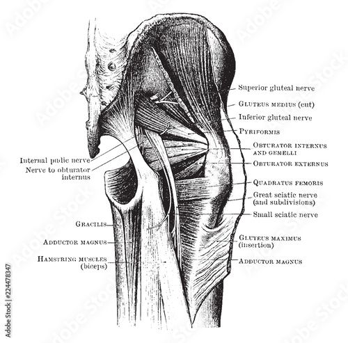 Muscles and Nerves of the Buttock, vintage illustration.