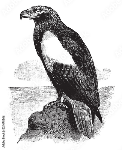 Steller Sea Eagle, vintage illustration.