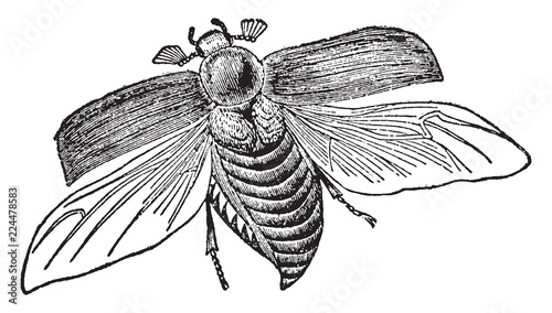 Cockchafer, vintage illustration.