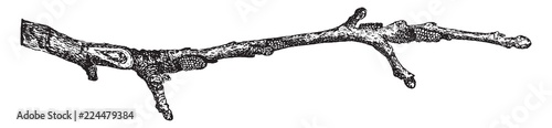 Eggs of Cankerworm Moth, vintage illustration.