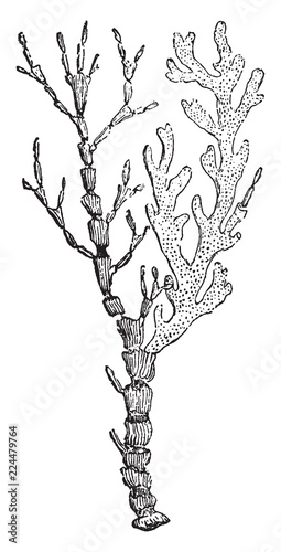 Isis Hippuris, vintage illustration.