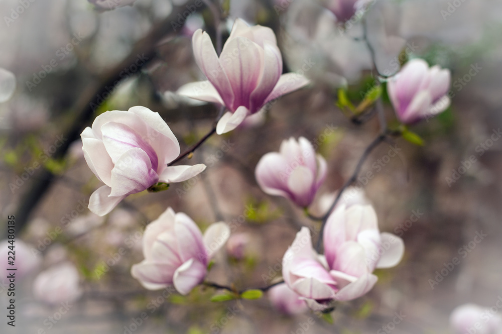 Close-up view of pink blooming magnolia. Beautiful spring bloom for magnolia tulip trees pink flowers.