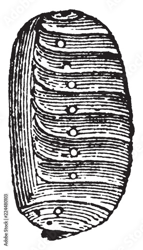 Pseudo Nymph of Sitaris Humeralis, vintage illustration.