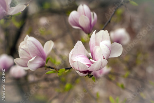 Close-up view of pink blooming magnolia. Beautiful spring bloom for magnolia tulip trees pink flowers. © Viktoria
