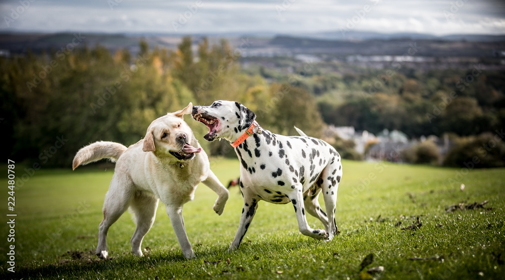 The Labrador The Labrador