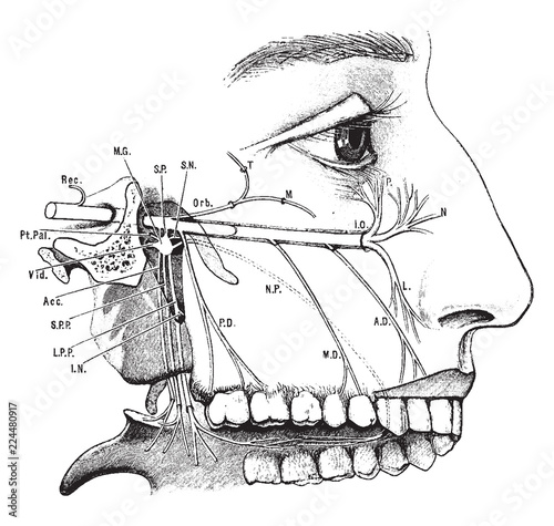 Superior Maxillary Nerve, vintage illustration.