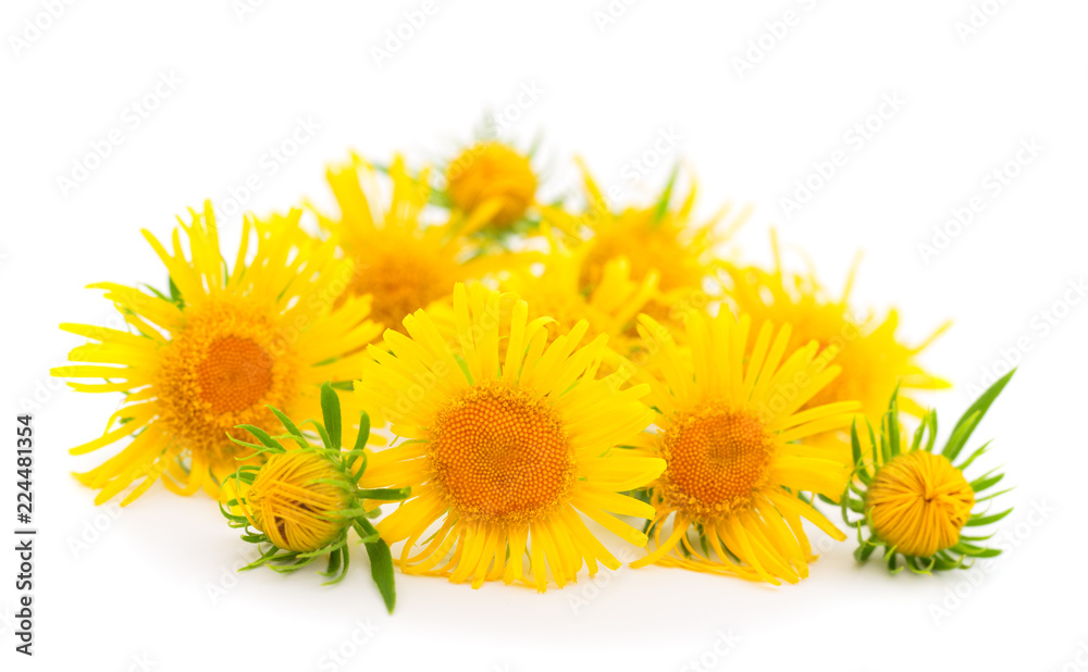 Fototapeta premium Bouquet of yellow wildflowers.
