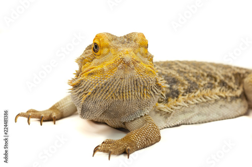 Bearded Dragon Portrait