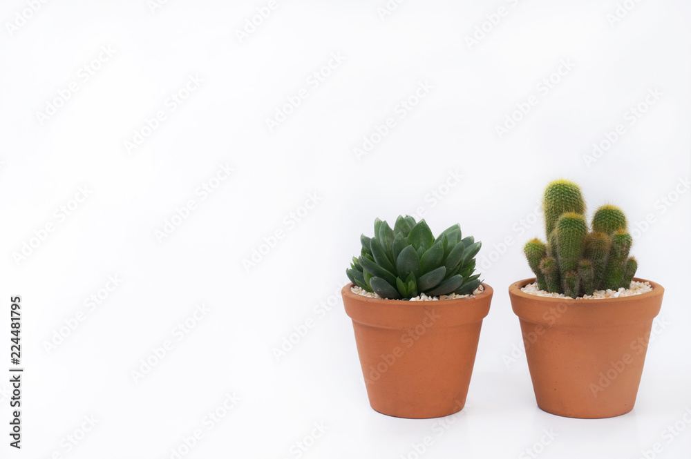 Cactus and succulent in pot isolated on white background.