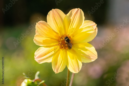 Fototapeta Naklejka Na Ścianę i Meble -  Bee on a flower