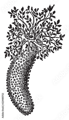 Phyllophorus Urna, vintage illustration