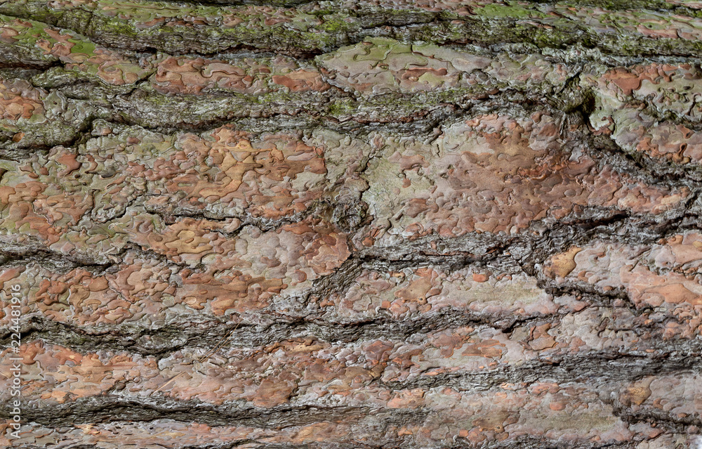 Tree bark texture for background.