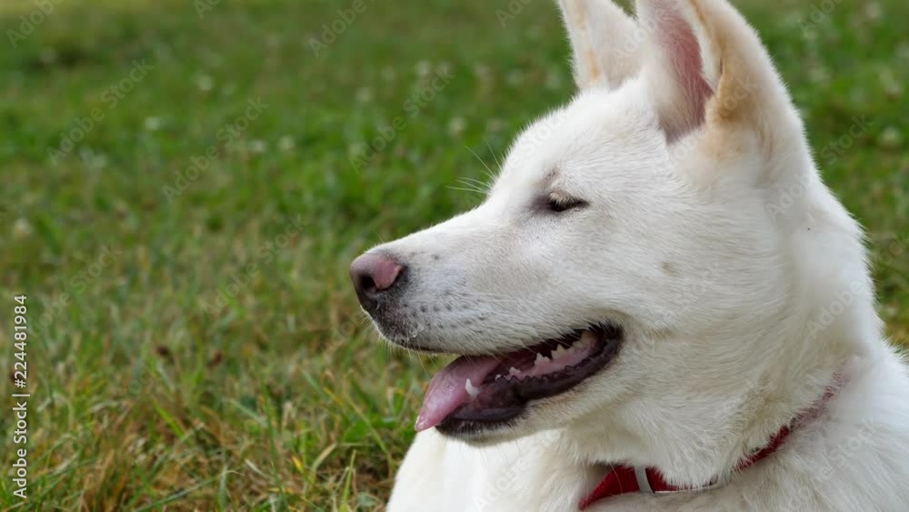 Beautiful white Akita on the grass in the park on a sunny morning. Beautiful white Akita on the grass in the park on a sunny morning.