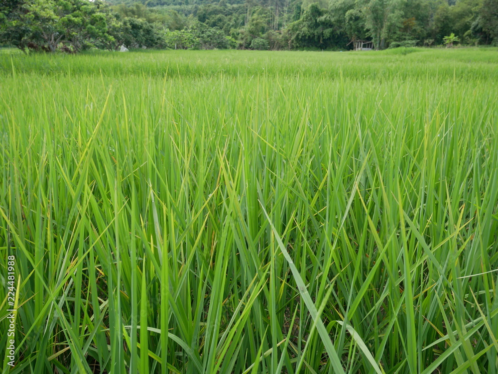 background of green grass,rice farm in Asia background of green grass,rice farm in Asia