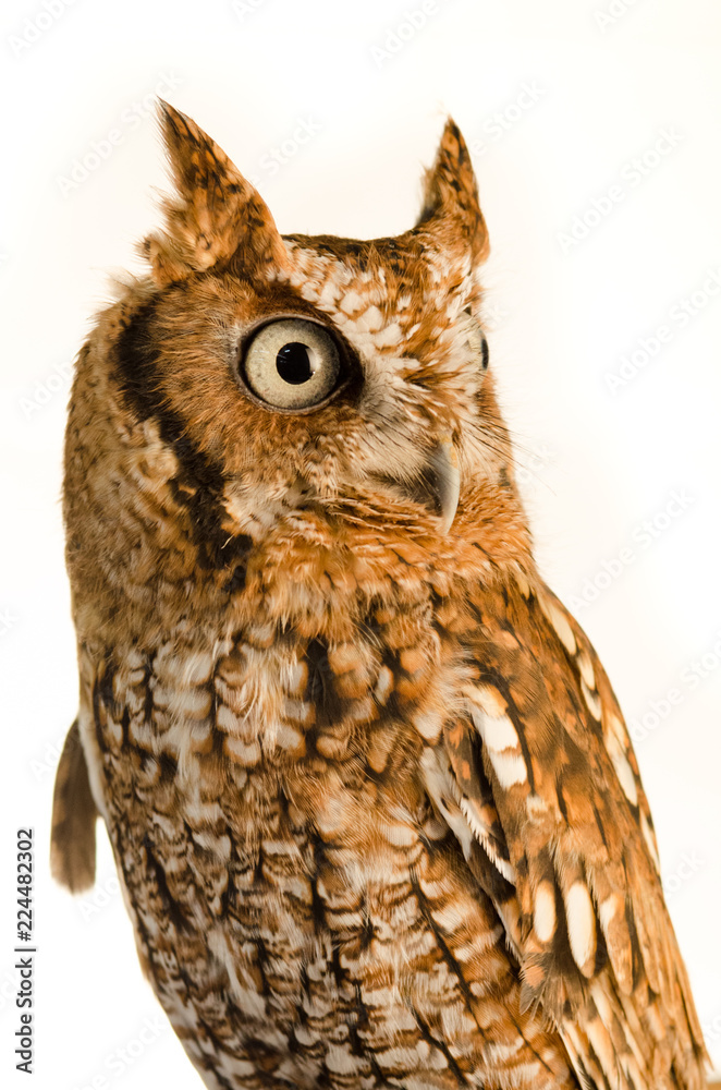 Naklejka premium Eastern Screen Owl Portrait