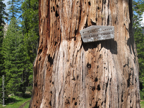 Trail sign on red bark cedar tree photo