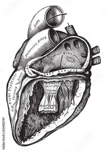 Heart with Left Auricle and Ventricle Laid Open, vintage illustration.