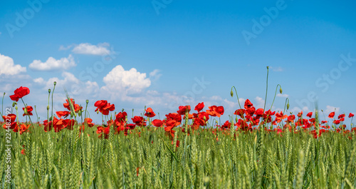 Fototapeta Naklejka Na Ścianę i Meble -  Red poppies on green field, sky and clouds
