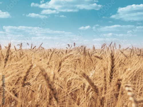 Golden wheat field under blue sky. Beautiful Rural Scenery under Shining Sunlight and blue sky.