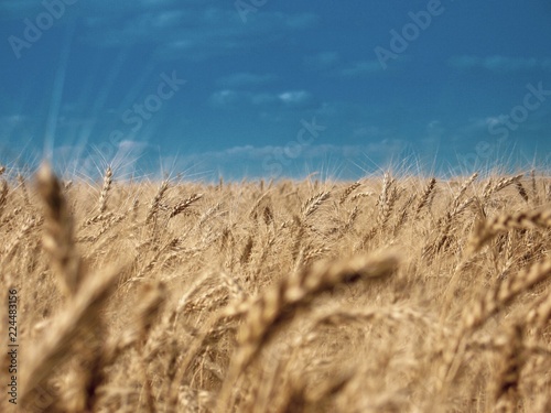 Golden wheat field under blue sky. Beautiful Rural Scenery under shining Sunlight