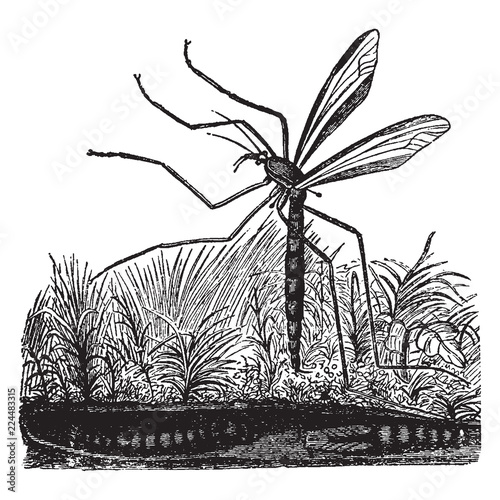 Daddy Long Legs, vintage illustration.