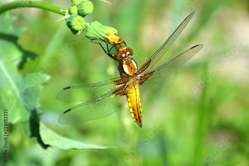 dragonfly real yellow brown  © tigrakoshka